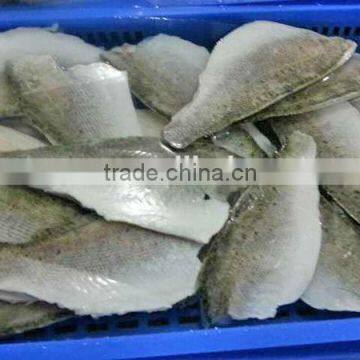 frozen japanese sea bass fish fillet for sale