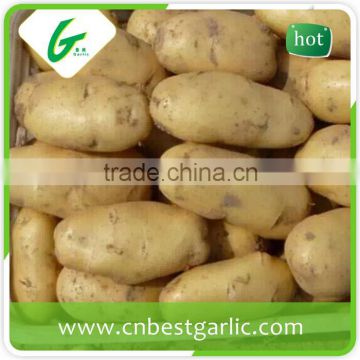 Hot sale fresh potato importers