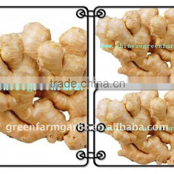 New Ginger 150g and up In China
