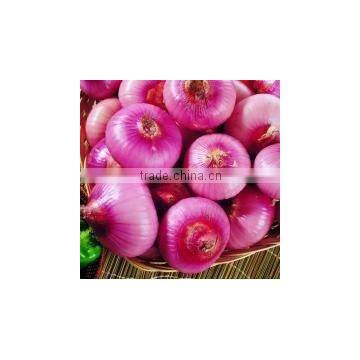 Fresh New Onion Red Onion/small Red Onion