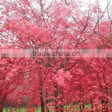 Acer Rubrum /Acerpalmatum/Japanese Maple Tree Seeds for Planting photo-3