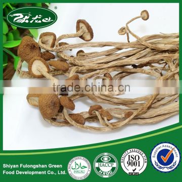 High Quality Dried Agrocybe Aegerita/ Tea Tree Mushoom/ Chashugu, Edible Mushroom