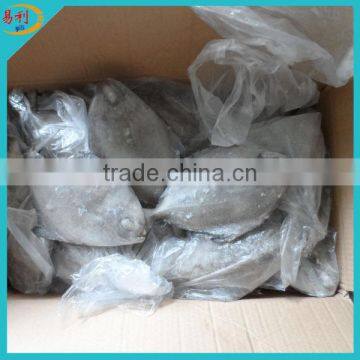 IQF frozen black pomfret fish