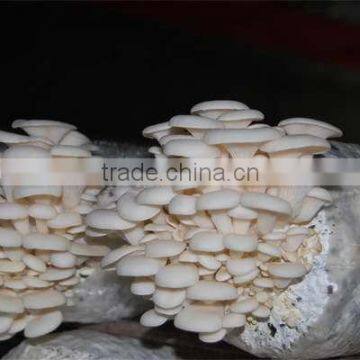 hot sale white color oyster mushroom spawn