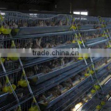 Taiyu brand professional quail cage water drinkers