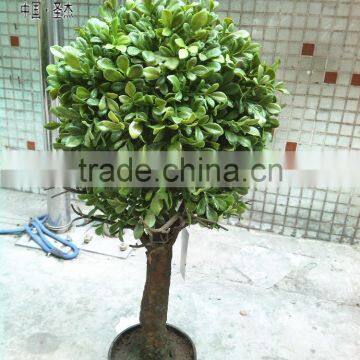 environmental garden topiary frames artificial topiary ball tree topiary china