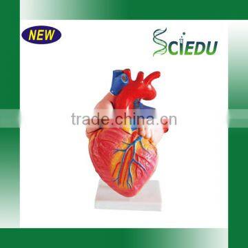 Natural Size Anatomy Human Heart Model