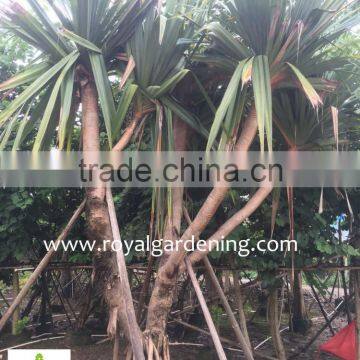Pandanus Utilis High 4-5m photo-5