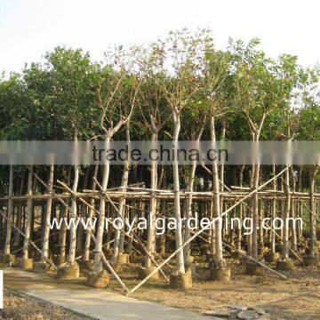 Cassia fistula Tropical trees