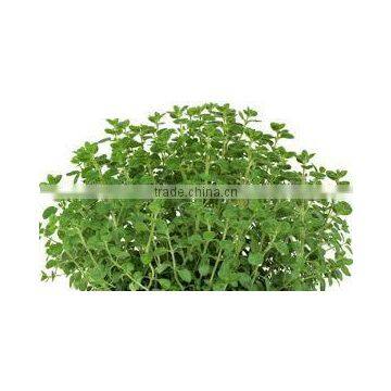 Oregano Oil photo-2