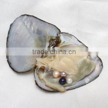 2017 New Potato shape Freshwater Cultured Pearl Oyster with good quality