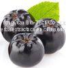 Black Chokeberry Extract, Aronia Extract, Aronia Melanocarpa Anthocyanin, Aronia Chokeberry Extract,