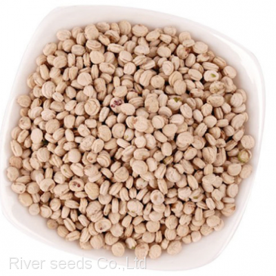 10g High Germination Korean Ginseng Seeds Sale With Good Price photo-2