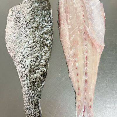 Brown Croaker photo-4