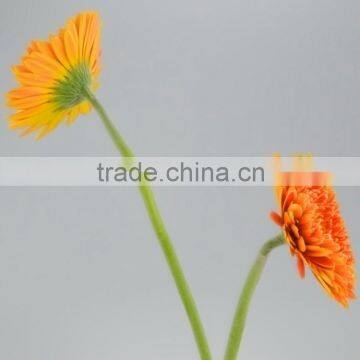 Fashion Golden Sun Buy Gerbera Flowers photo-2