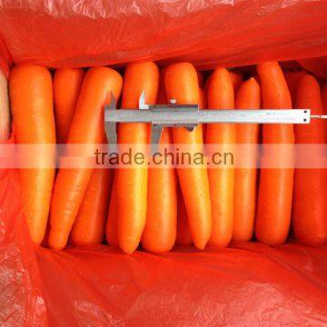 Supply New Crops Fresh Carrots