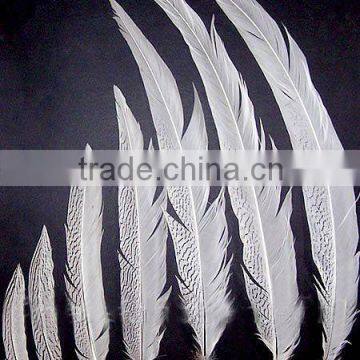 Silver Pheasant Feather