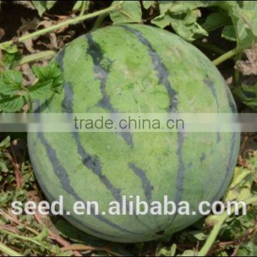 Honey hard rind and hybrid watermelon seeds for sale