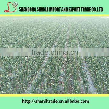 2016 New Crop Organic White Garlic Price Wholesale Chinese Garlic photo-4