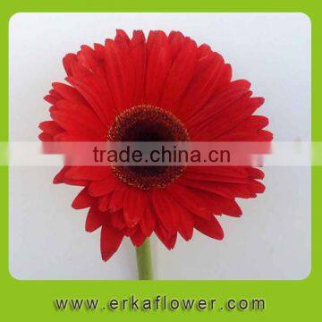Ornamental Plants Singer Head Fresh Gerbera Flower With Big Bud