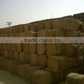 Wheat Straw bales