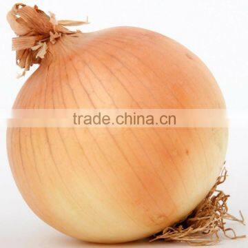 fresh yellow onion