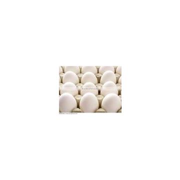 Quality Egg wholesalers