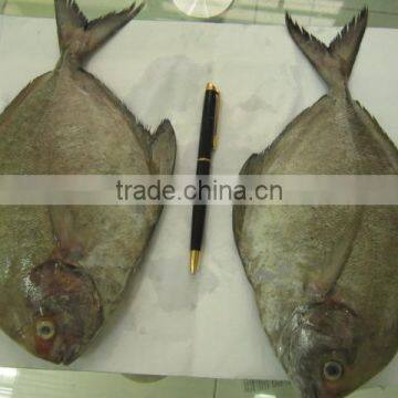 FROZEN BLACK POMFRET WHOLE ROUND