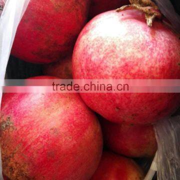 Fresh Pomegranate for Sales photo-4