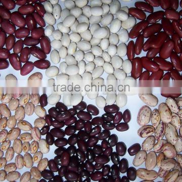 2014 Chinese red kidney bean wholesale with hot selling