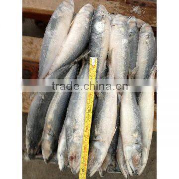 Frozen fish mackerel for sale