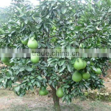 Chinese Fresh Pomelo