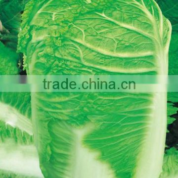 Chinese vegetable hybrid cabbage Seeds green vegetable seeds for sale-Shenzhou-5