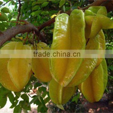Averrhoa carambola tree seedling