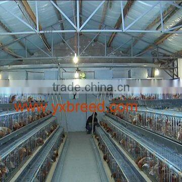 poultry feed processing equipment