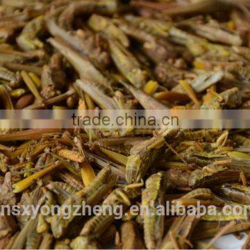 Pet Food Freeze Dried Grasshoppers/Dried Locusts photo-2