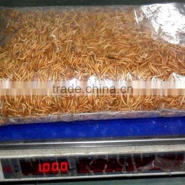 Rich nutrition dried mealworm in clear bag