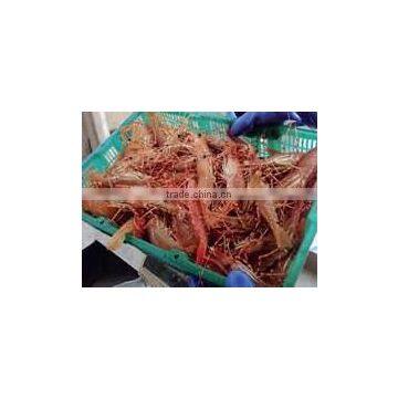 Live Spot Prawn photo-2