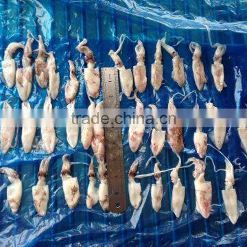 IQF China Yellow Sea Baby Squid photo-6