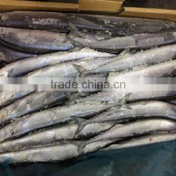 Frozen pacific Saury,