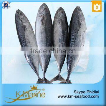 Export Best Price Whole Round Frozen Bonito Fish