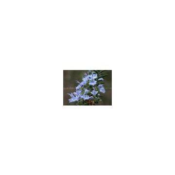 Rosemary Essential Oil