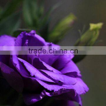 Decorative Best-Selling exquisite wholesale lisianthus flowers