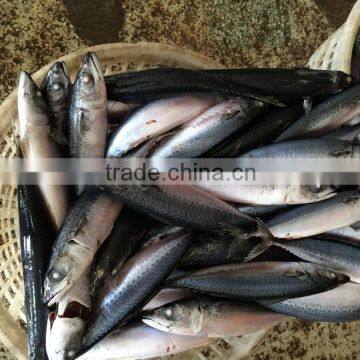 mackerel fish benefits