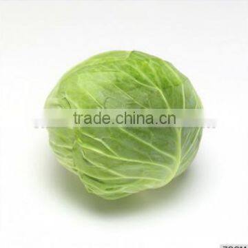 Fresh Cabbage