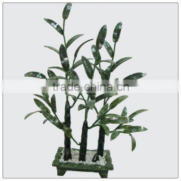 Jade bamboo Tree, money tree