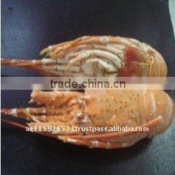 High Quality Whole Frozen Cooked Lobster
