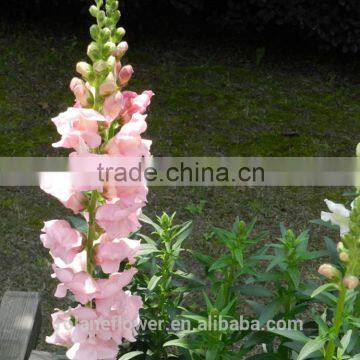 pure pink fresh snapdragon flower for wholesale