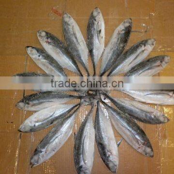 FROZEN HORSE MACKEREL WHOLE ROUND