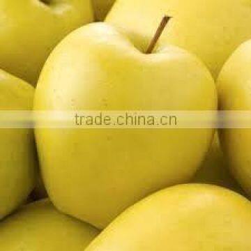 Chinese Fresh Sweet Golden Delicious Apple With Good Quality